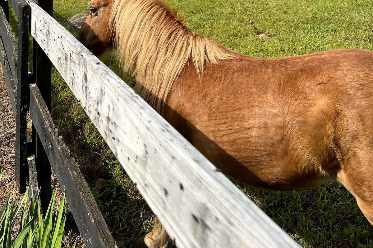 Meet Five, our neighbor's resident pony!