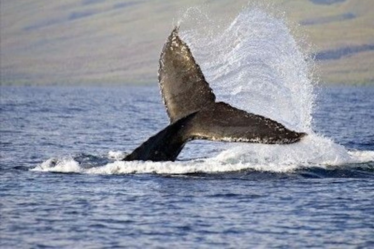 Whale watching during whale season