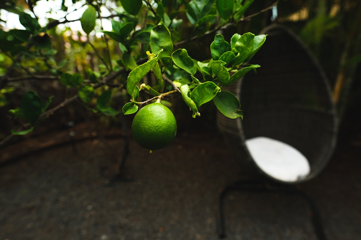 Limes and starfruit on property for your enjoyment