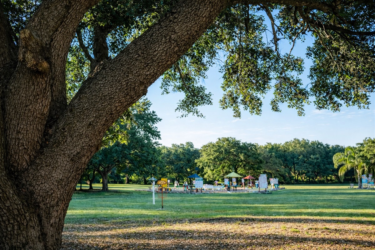 Massive oak tree playground
