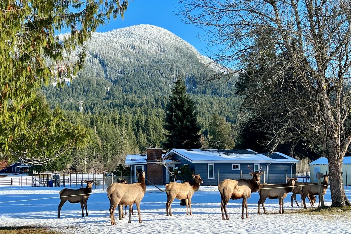Members of the local elk herd cruising around Packwood, right next to the local grocery store, Blanton's Market
