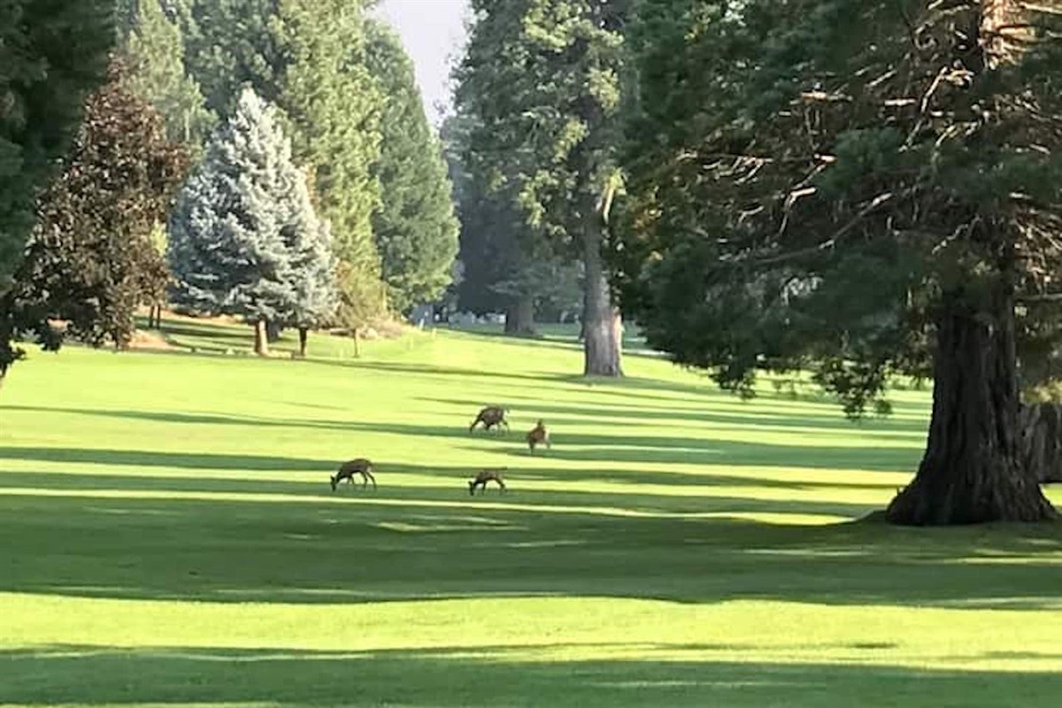 A typical day at Almanor golf course