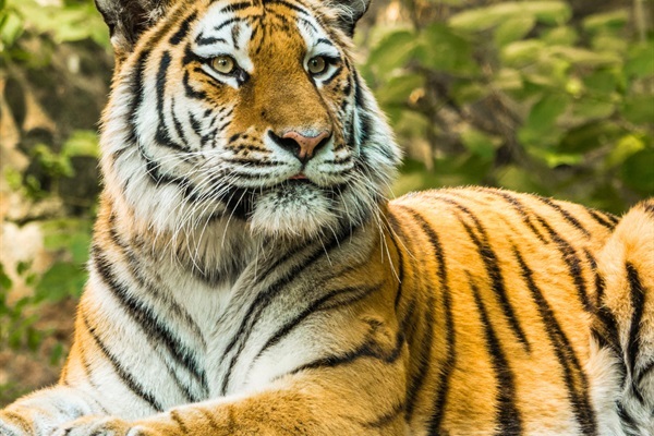 Brevard Zoo