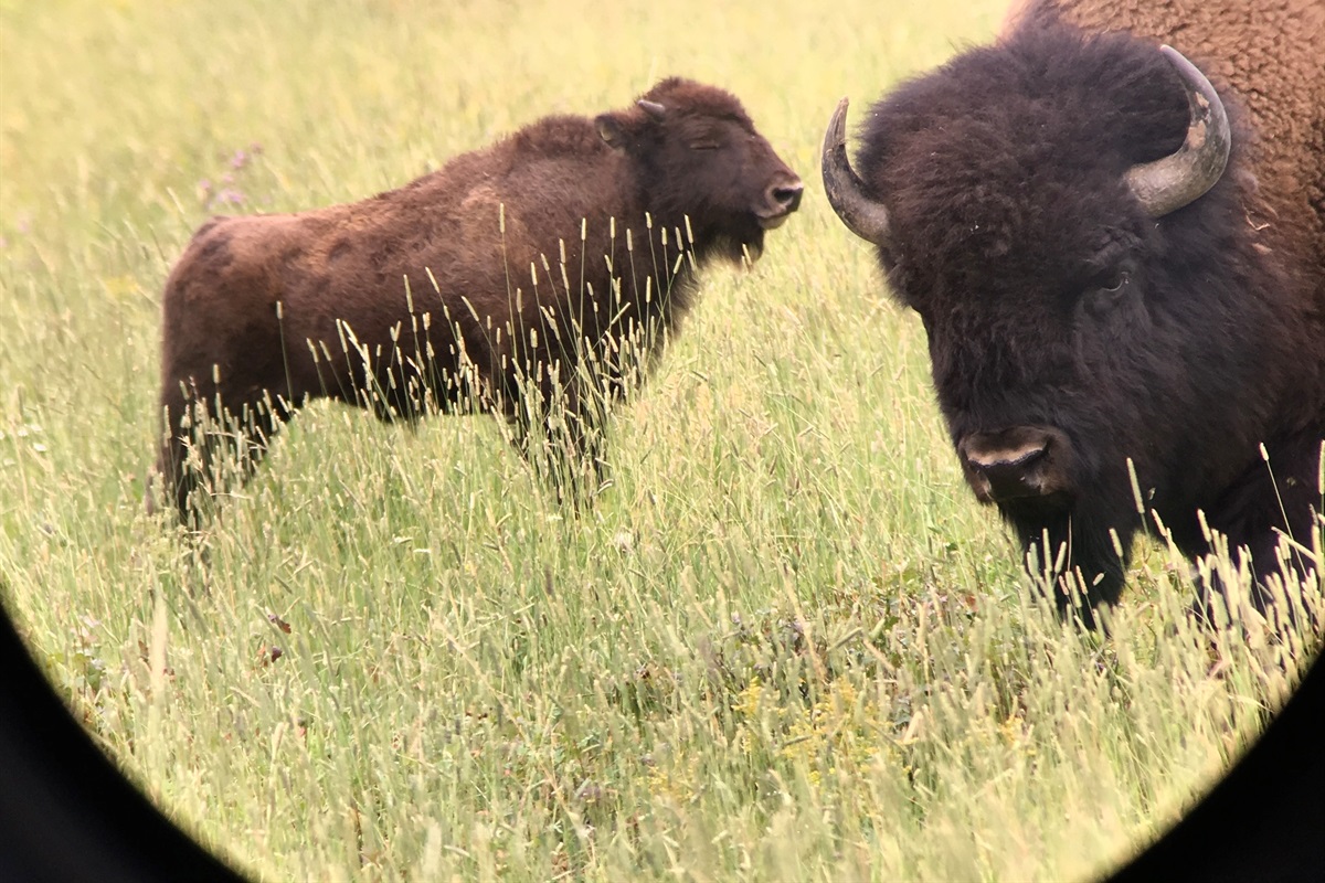 A calf and its mother go nose to nose in the tall grass — through the lens, you feel like you're standing right there inside the herd.  For this vacation, you'll want to invest in quality binoculars or a spotting scope - Wildlife Viewer's Haven!