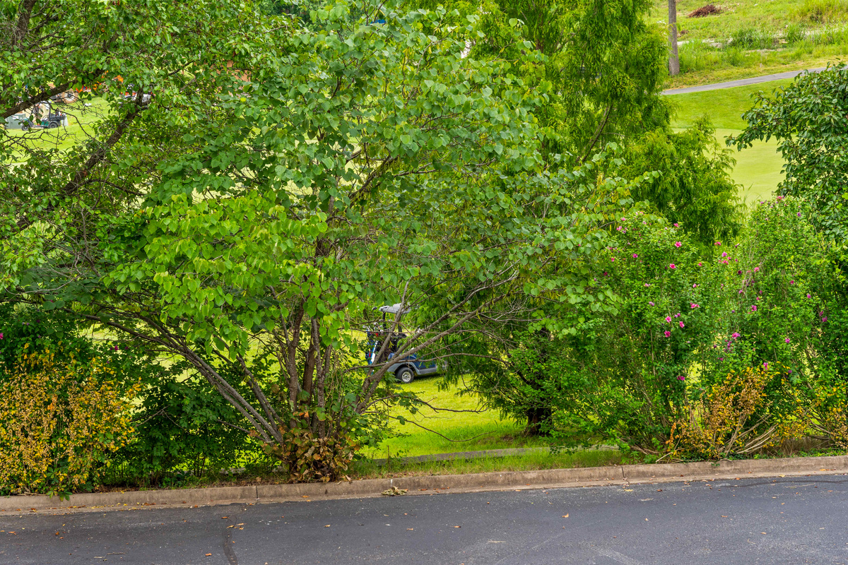 A leafy outlook provides a calmer backdrop just off Branson’s main entertainment corridor.