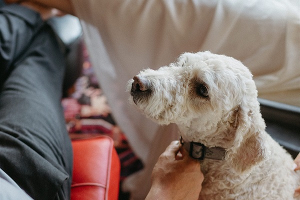 Buddy relaxing by the fire of the propane stove