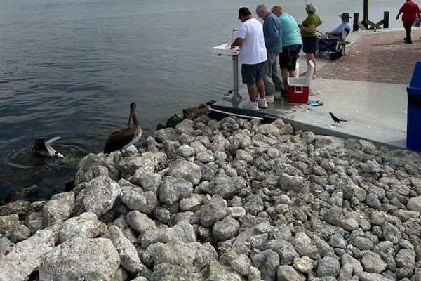A popular place to catch fish in nearby  Matlacha