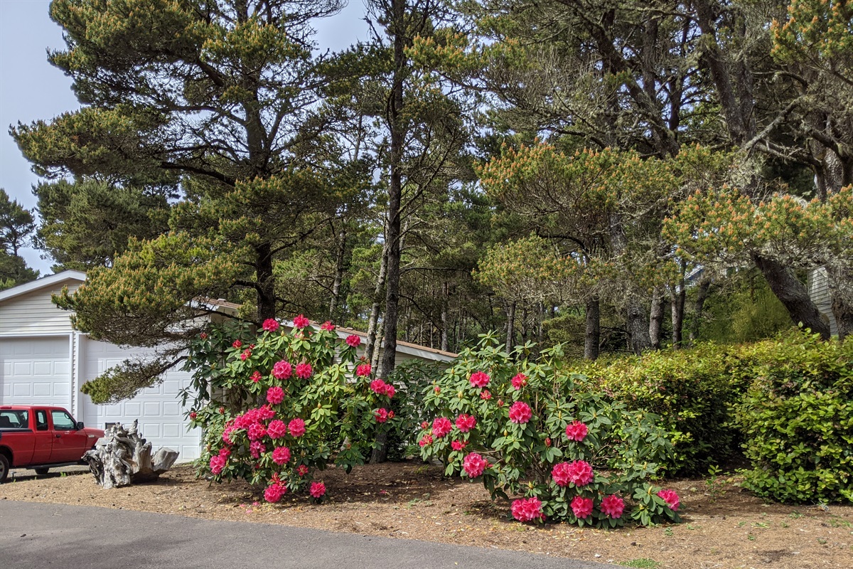 Surf Sounds nestled in the pines and Rhododendrons.