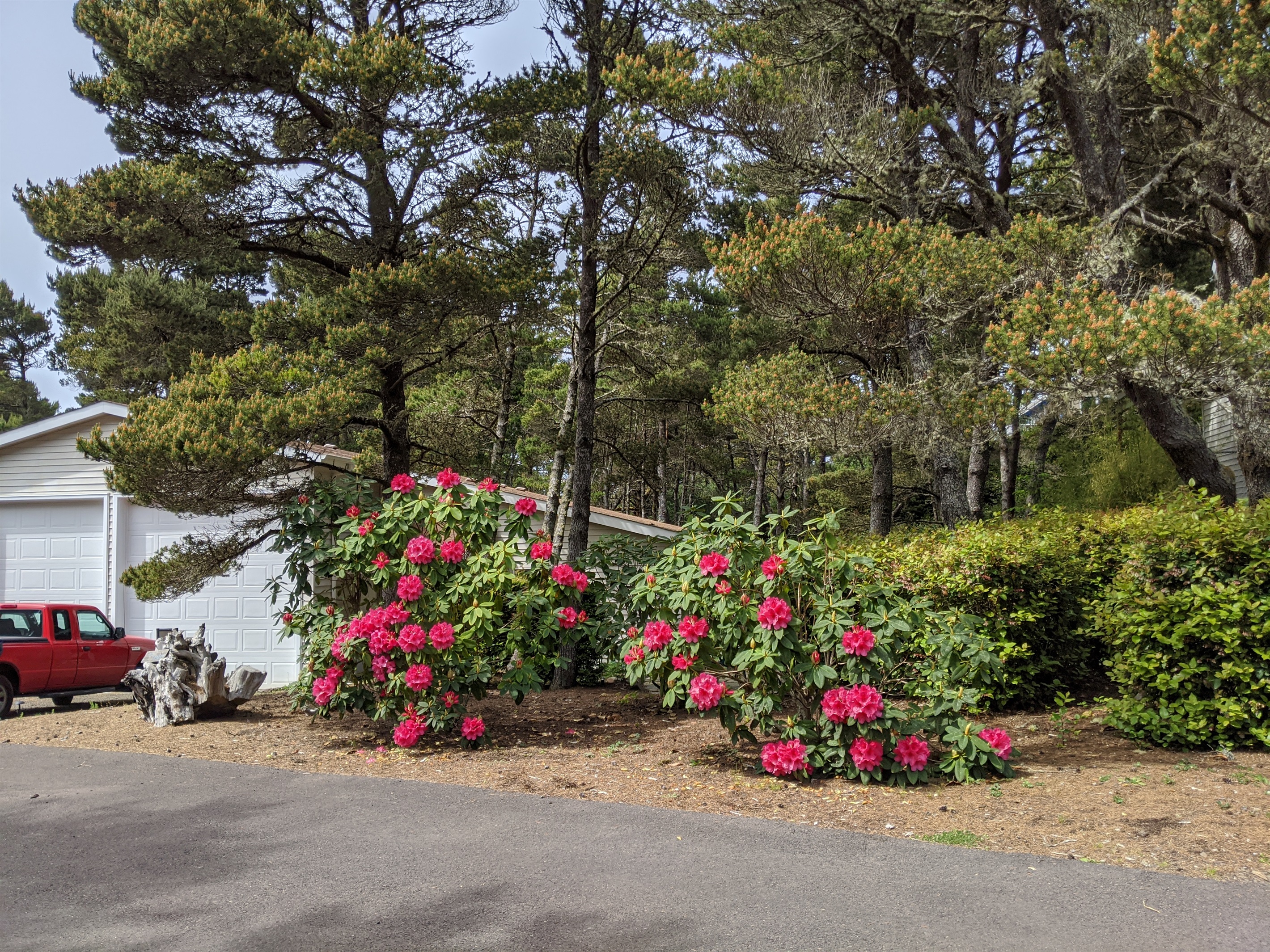 Surf Sounds nestled in the pines and Rhododendrons.