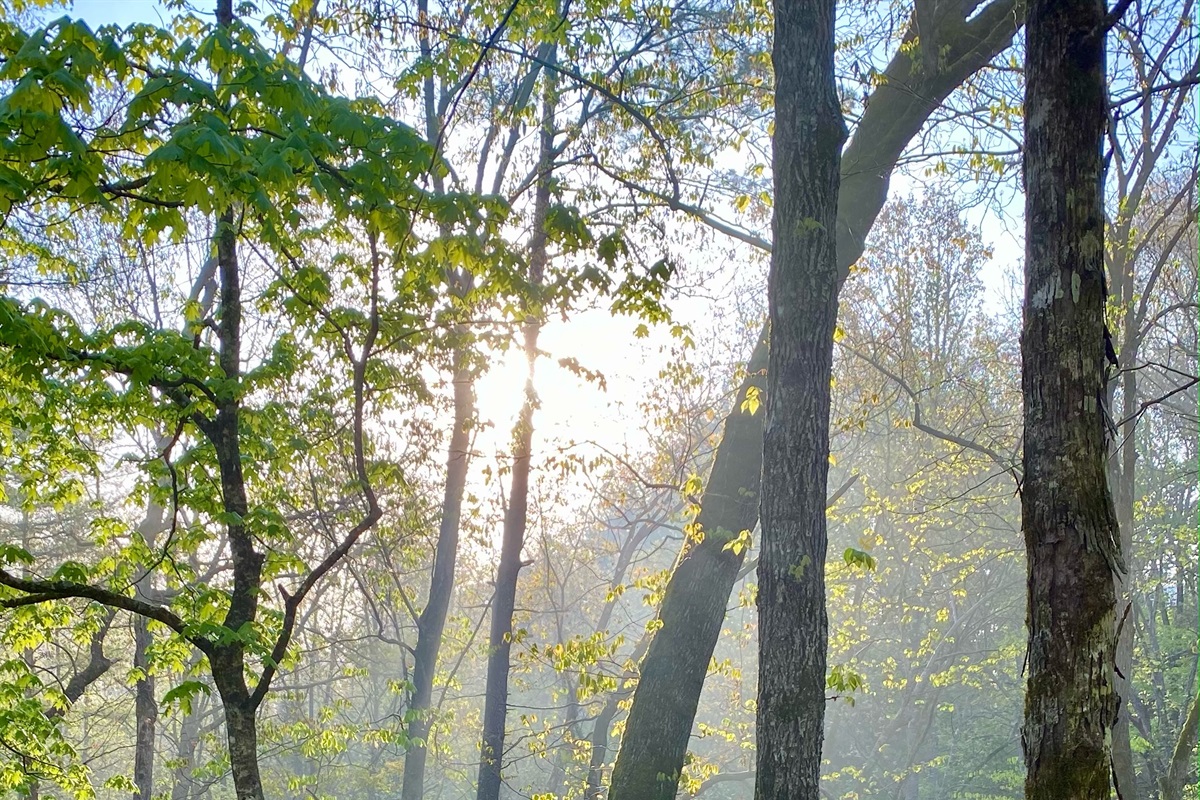 Enjoy views of the lush forest during your stay at Laurel Forest Retreat!.