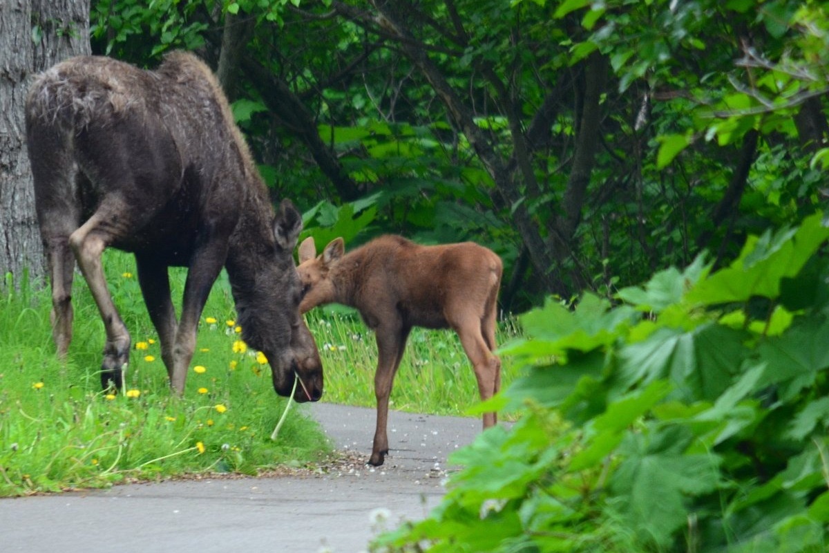 Mother & baby calf on Tony Knowles Coastal Trail