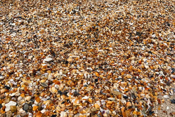 A shell hunter's paradise. Indian Pass is famous for incredible shelling, where colorful shells wash ashore by the thousands. Grab a bucket and discover a new treasure with every walk along the beach.