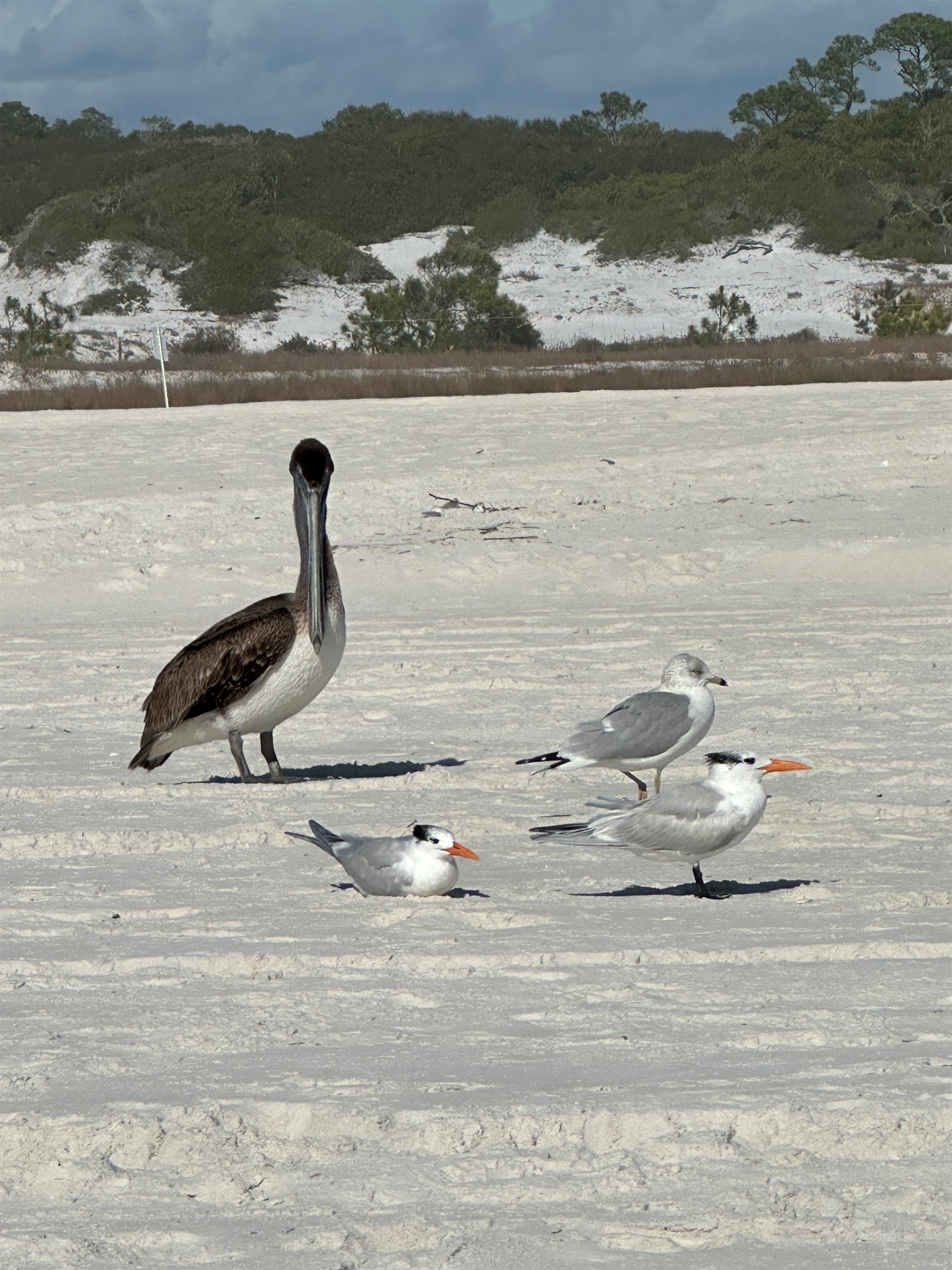 Shore birds at Phillips Inlet.