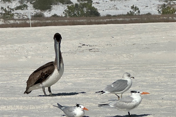 Shore birds at Phillips Inlet.