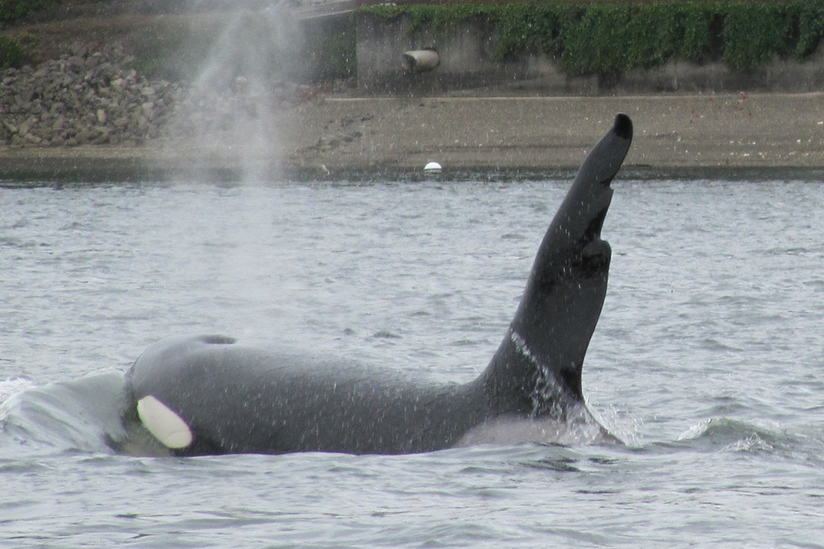 If you’re lucky, watch orcas surface and breach against the stunning backdrop (photo by neighbor Allen & Megan)