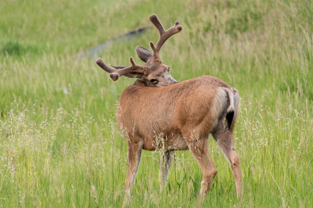 It is common to see deer and elks from the deck. Turkeys and bears are lurking in the area and sometimes show themselves. On rare occasion a mountain lion can be spotted on security camera.