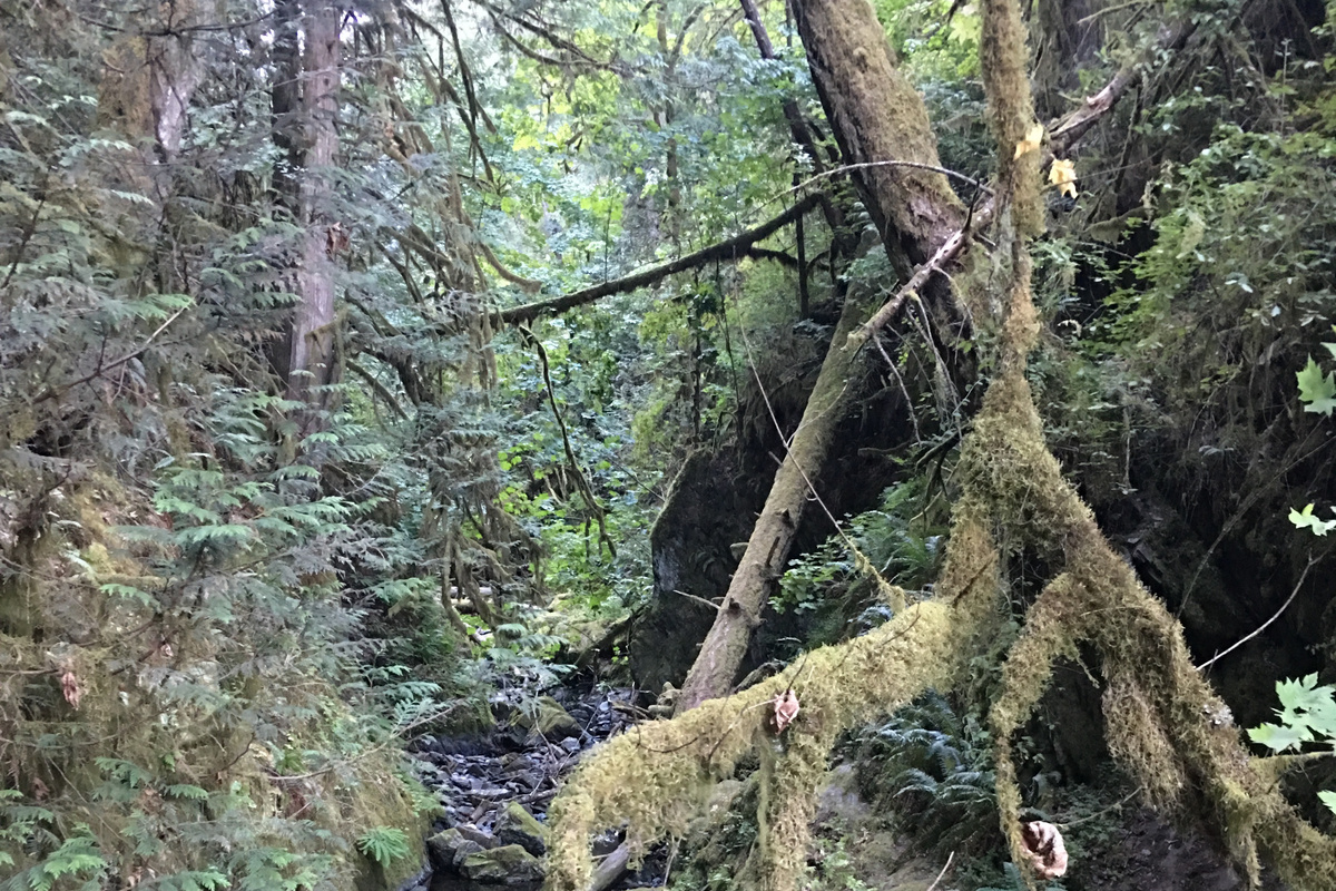One of many creeks in the forests
