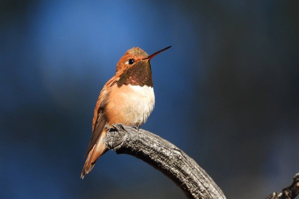 Rufous Hummingbird