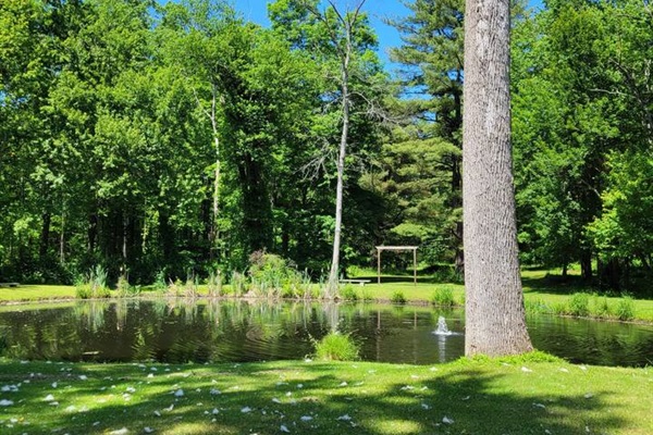 Pond in the summer.
