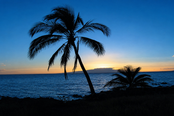 The sunsets make a spectacular back drop to the many palm trees in Kihei.