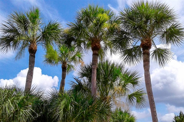 Palms over pool area