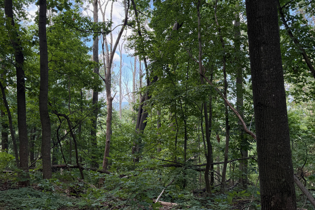 Numerous trails are on the 26 acre property, which you are free to use. We do have many wild animals to enjoy watching, but do take care and be safe. Read through the Guest Welcome Book about safety before you venture off.