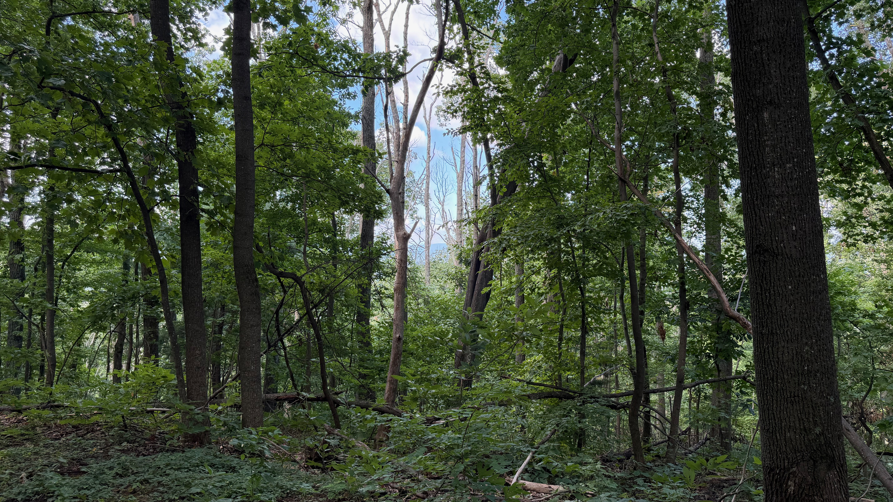 Numerous trails are on the 26 acre property, which you are free to use. We do have many wild animals to enjoy watching, but do take care and be safe. Read through the Guest Welcome Book about safety before you venture off.
