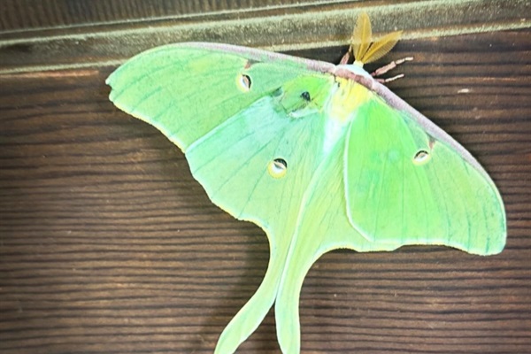 A visit from the Luna moth