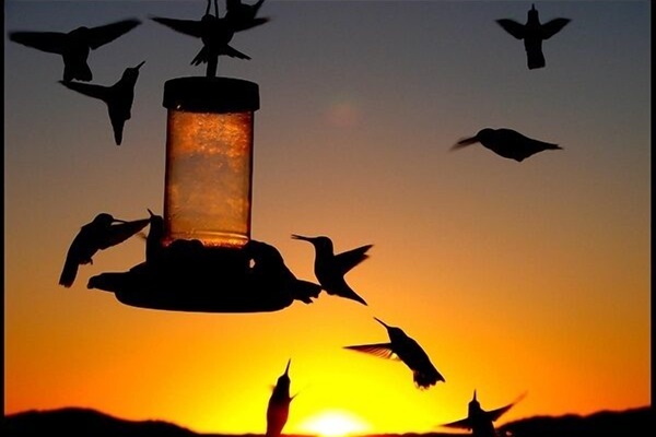 Morning feeding