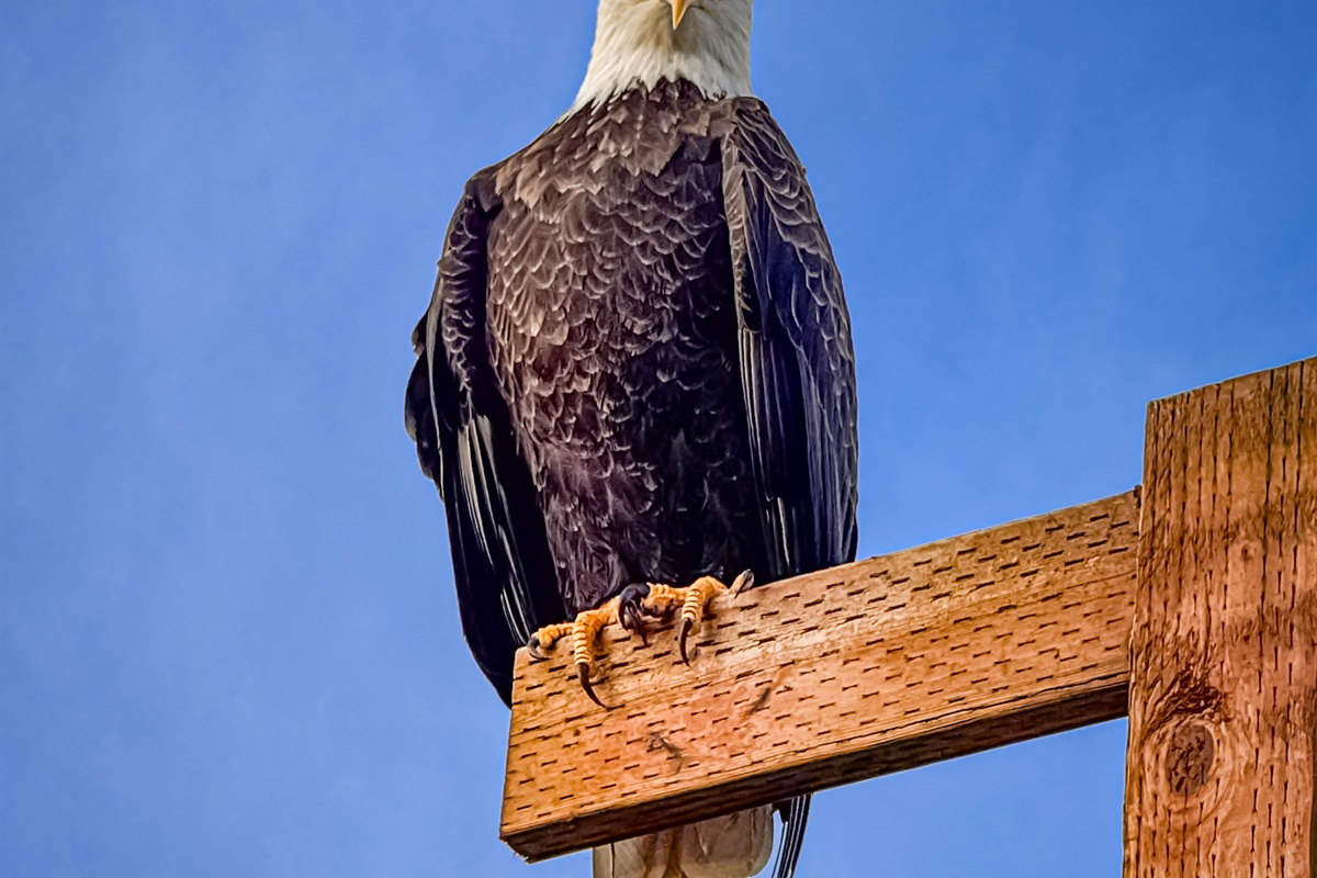 This eagle sat on the perch to our beach approach and watched us walk right by one morning!