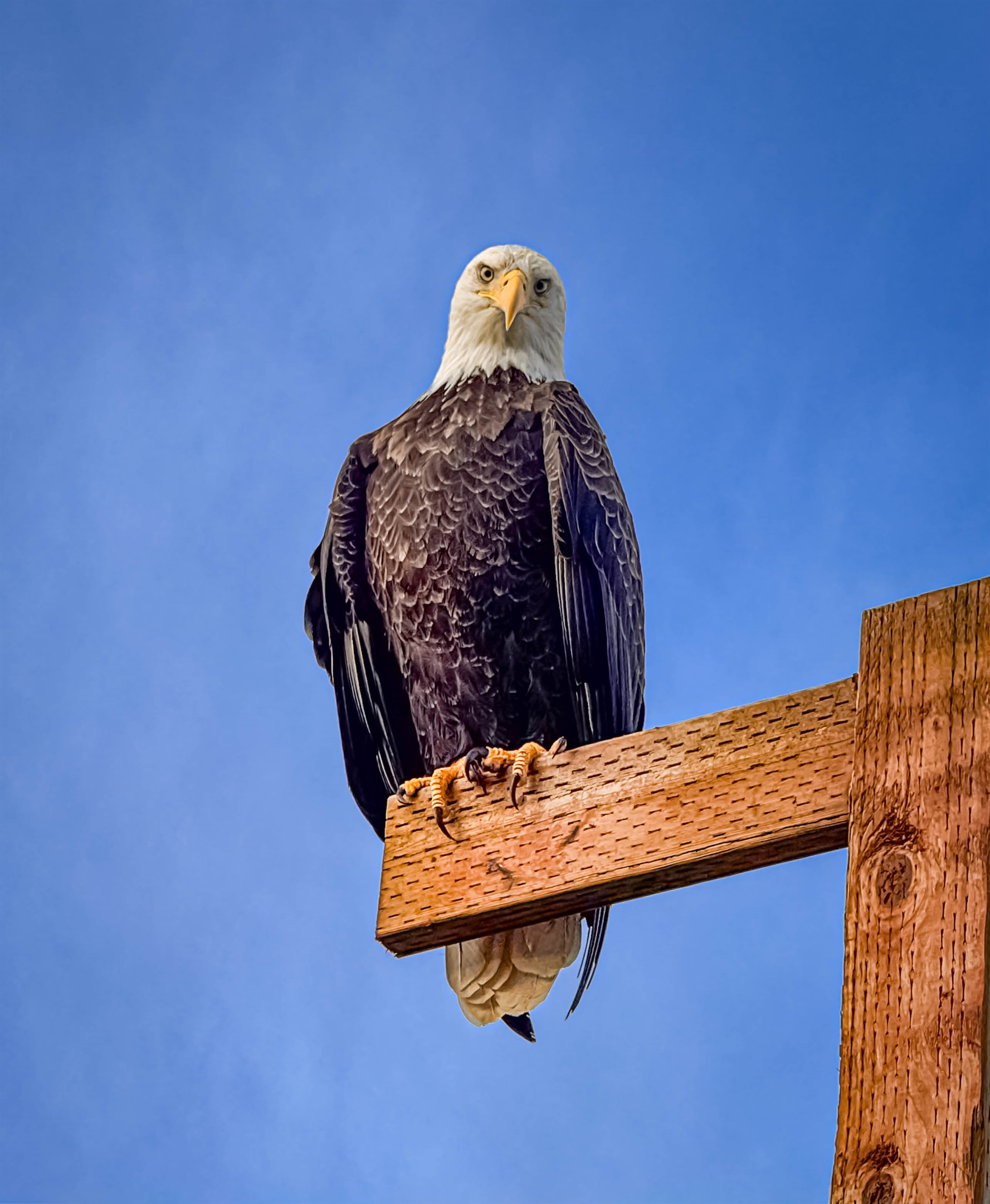 This eagle sat on the perch to our beach approach and watched us walk right by one morning!