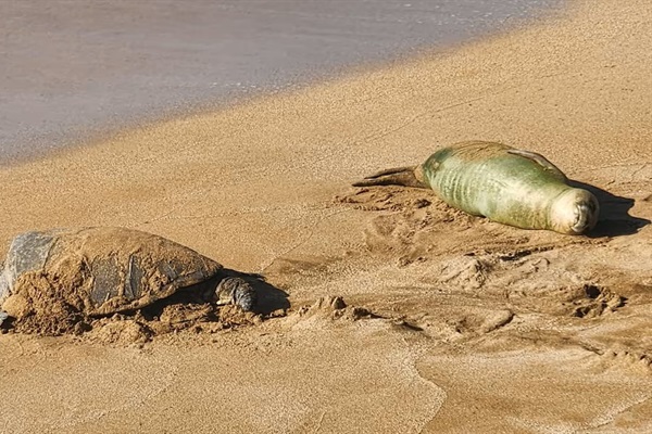 A surprise double visit