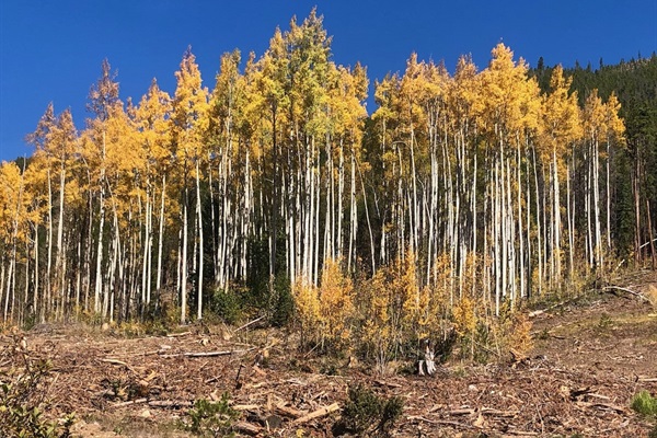 Aspen groves abound