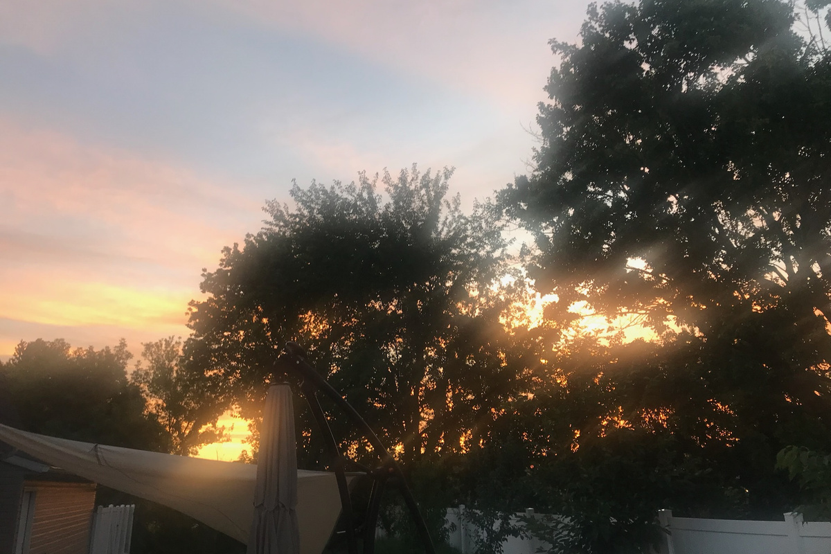 Evening light filtering through the backyard trees.