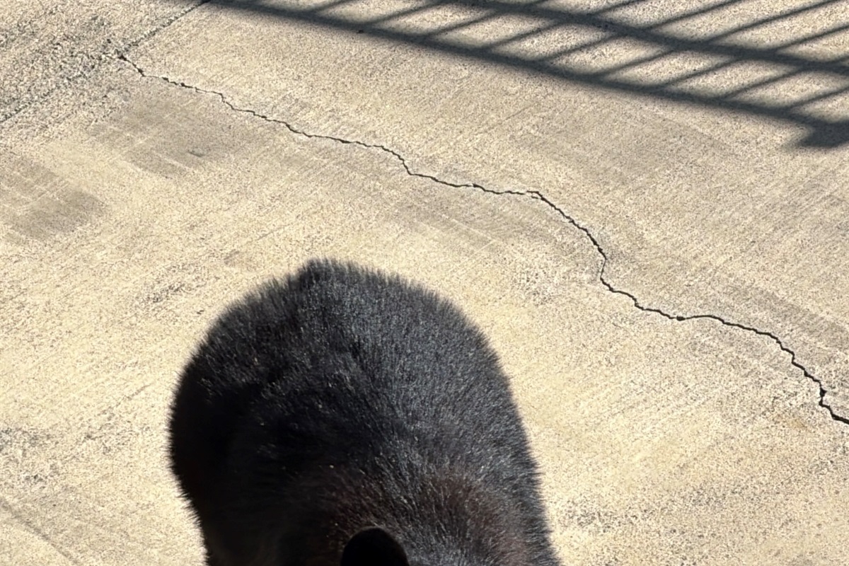 Visiting bears at the cabin. Cute, but please, scare them away!