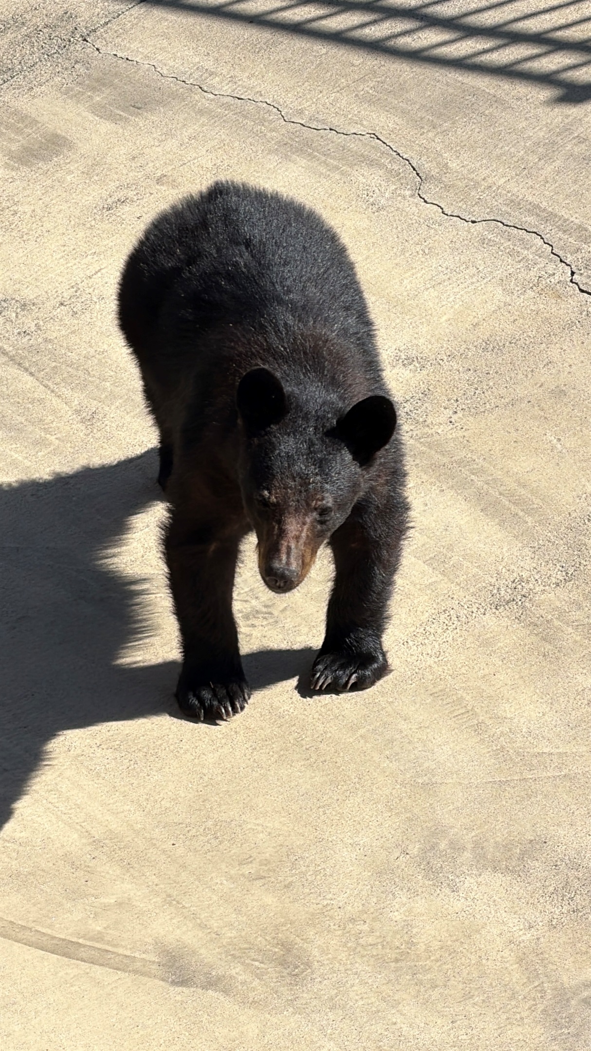 Visiting bears at the cabin. Cute, but please, scare them away!