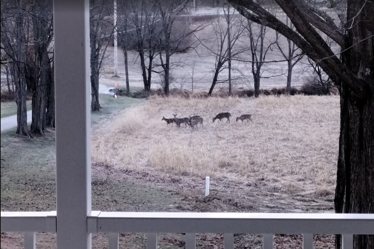 Enjoy your morning coffee while watching deer from the porch