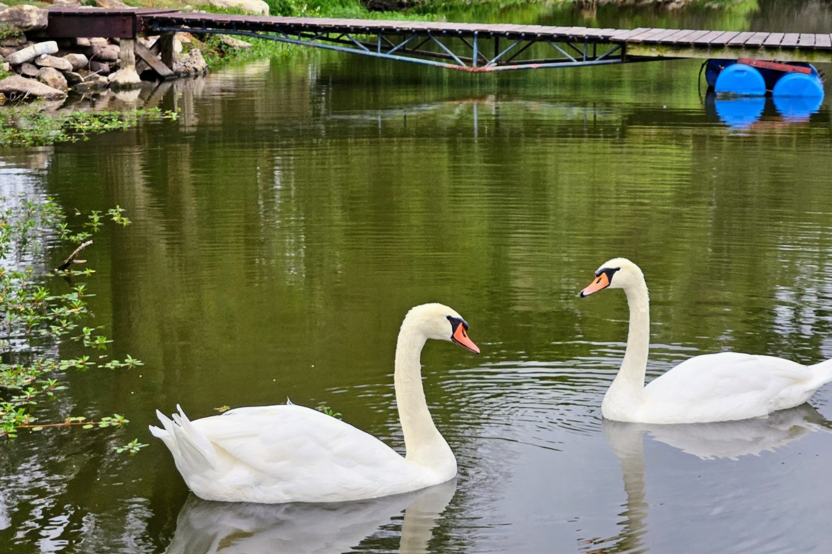 Swans frequently come by the property.