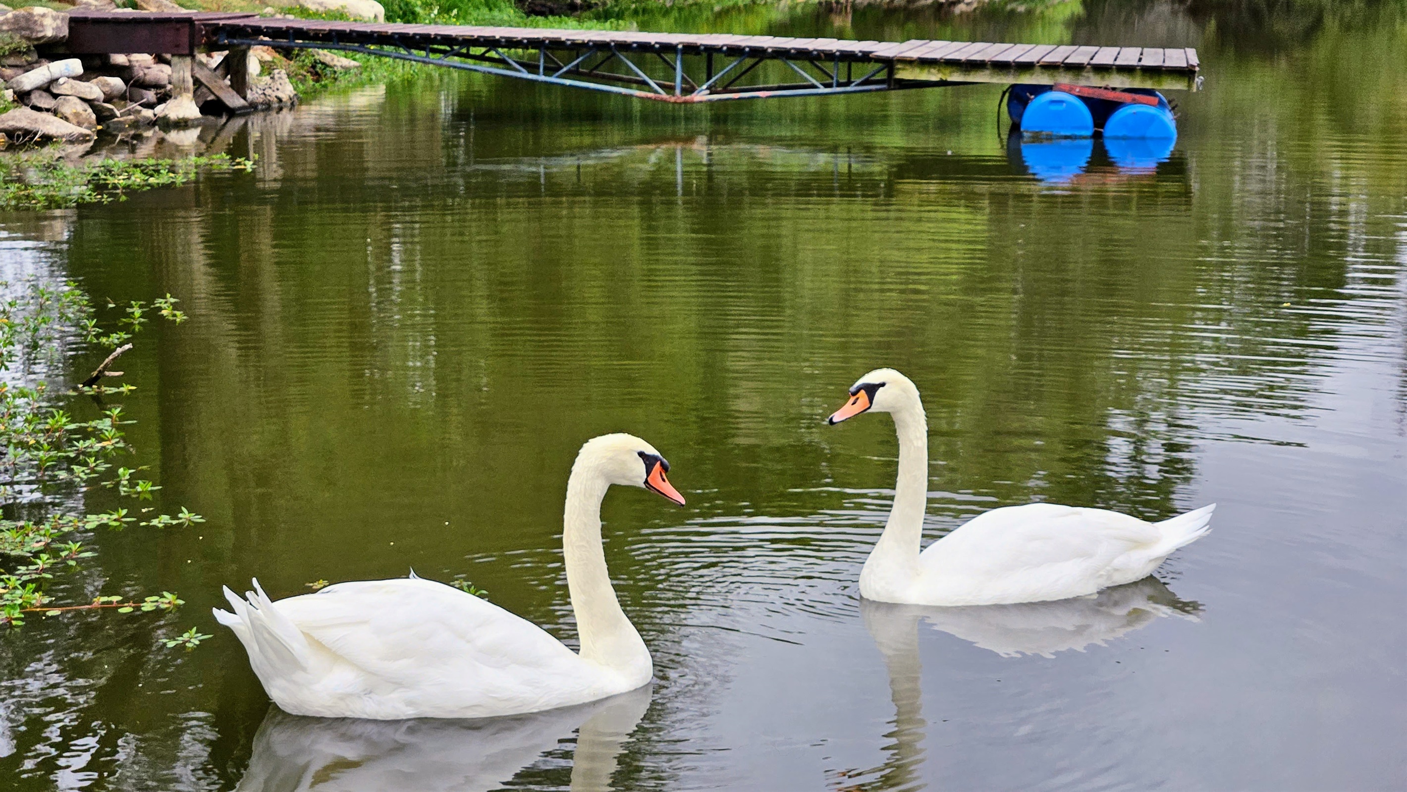 Swans frequently come by the property.