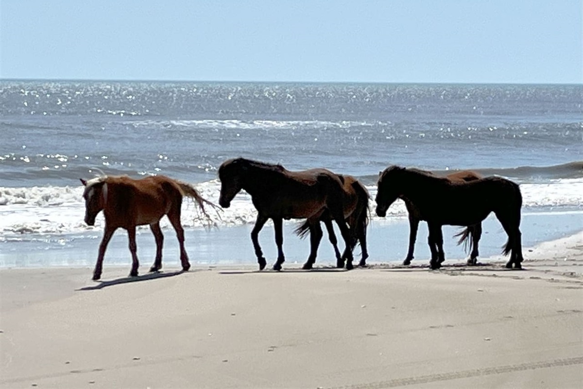 Wild horses at Corolla Beach!