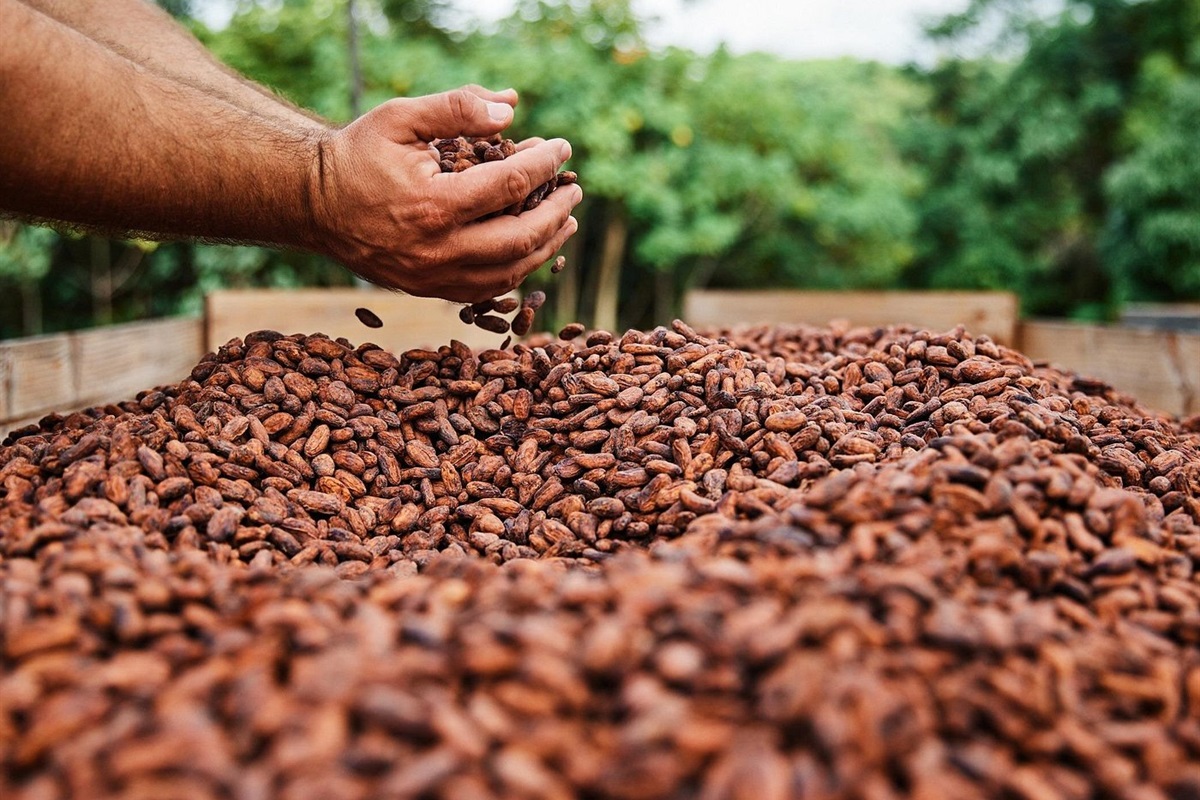 Kauai Chocolate Farm - Take a tour @ Lydgate Farms