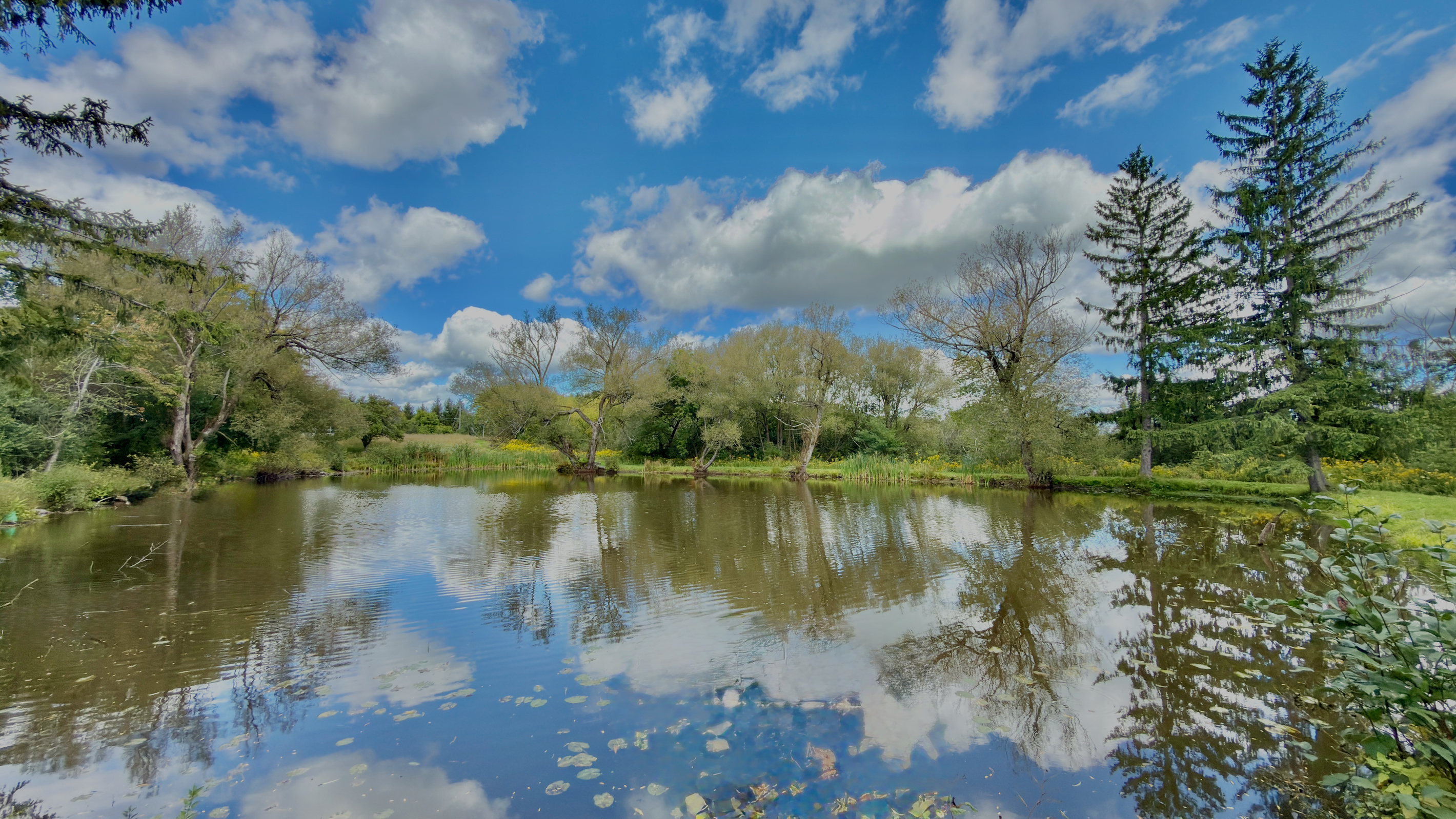 Clear blue skies and puffy white clouds reflect across our private wildlife pond, surrounded by lush trees, lily pads, and natural greenery.