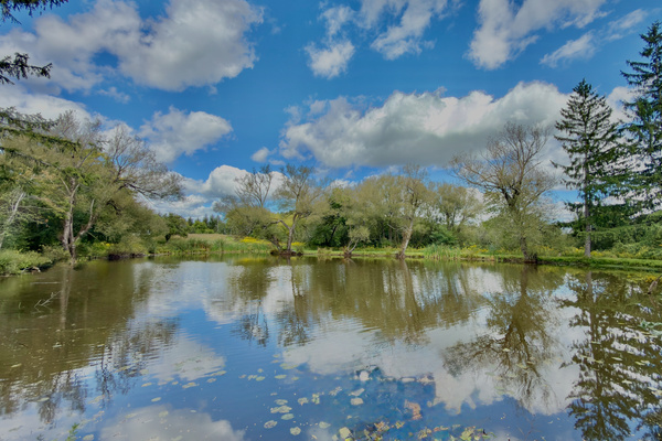 Clear blue skies and puffy white clouds reflect across our private wildlife pond, surrounded by lush trees, lily pads, and natural greenery.