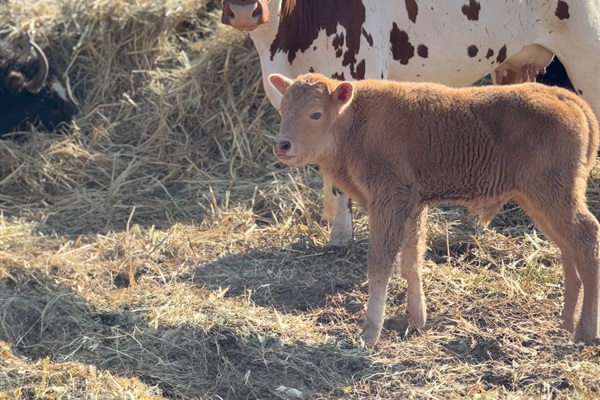 Meet our adorable calf and other farm animals!