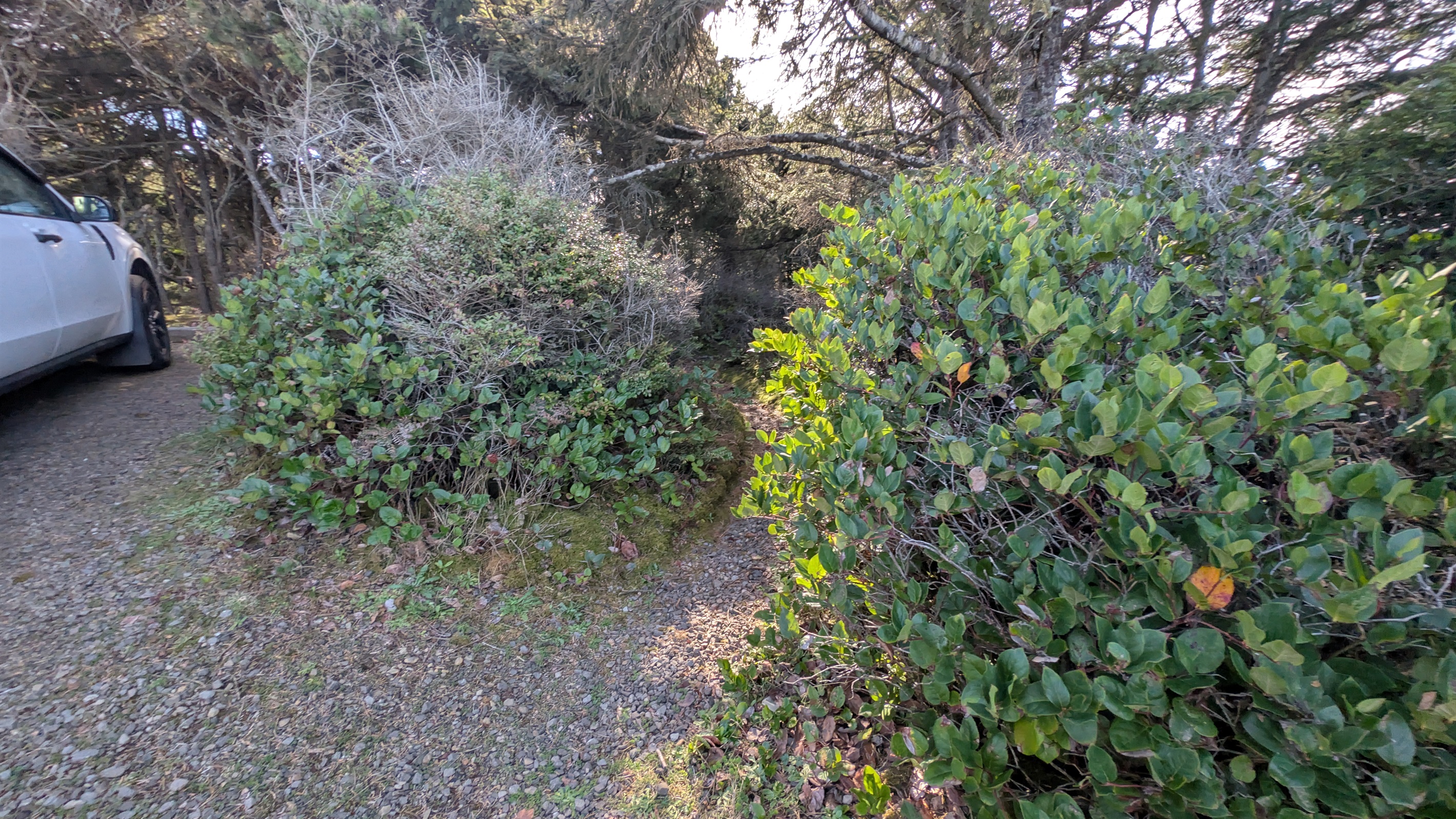 The secret path that takes you to the county park North of Driftwood Shores