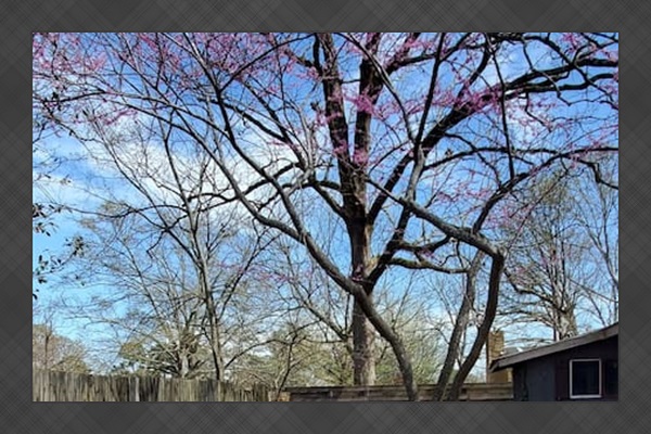 This backyard offers a peaceful, natural retreat with a blooming tree as the focal point, casting dappled shade over a modern black picnic table. Surrounded by a wooden fence and a rustic shed, the space is simple yet charming—perfect for enjoying a mornin