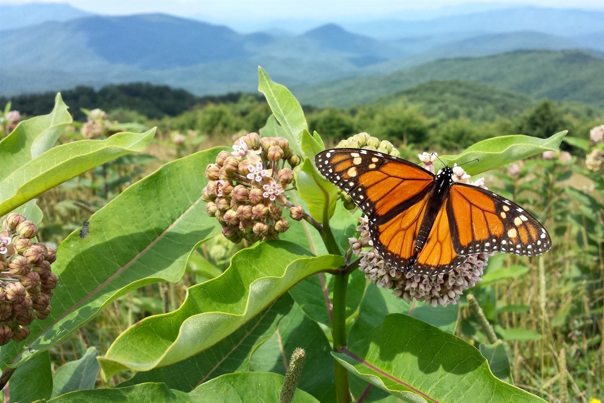 All I can say is that Max Patch Bald is one of the most beautiful places in the world. 360 degree views of layer after layer of mountain ranges. Epic spot to catch sunrise, sunset, and to have a picnic.
