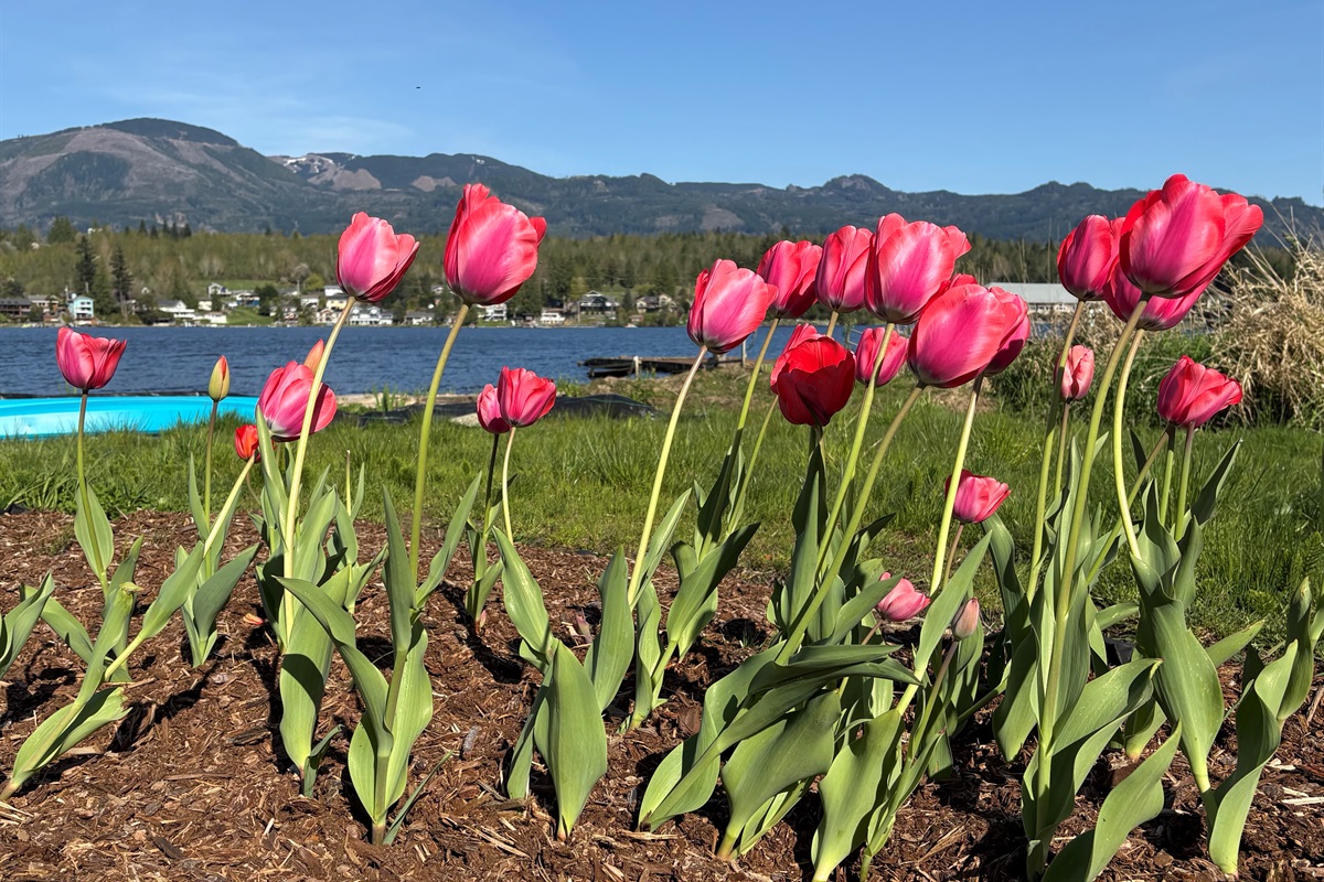 Lake days + tulip season = perfection