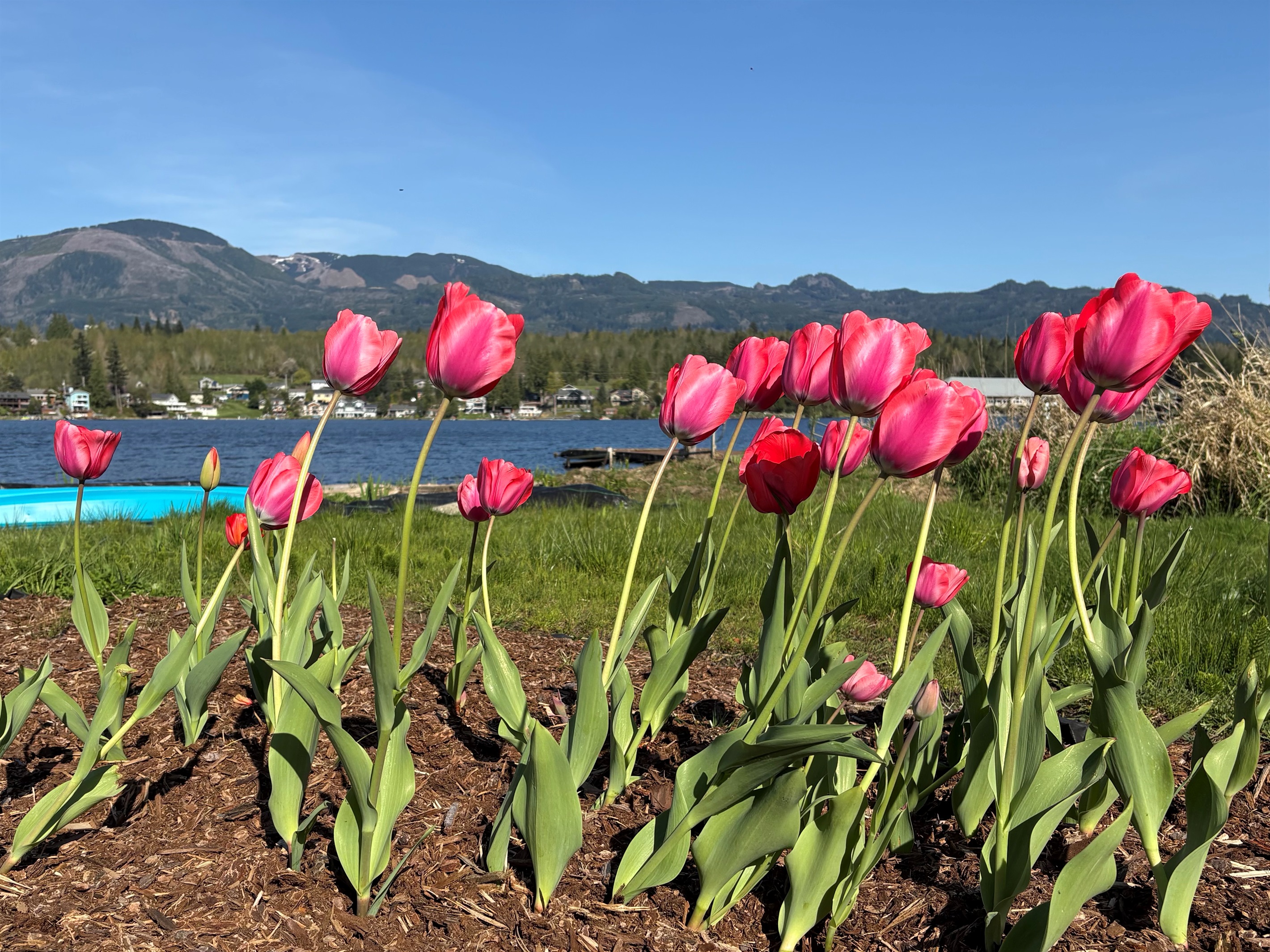 Lake days + tulip season = perfection