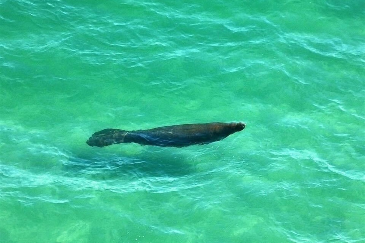 Manatee